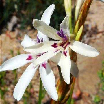 Babiana spathacea Seeds - Indigenous South African Endemic Perennial Bulb Seeds for Sale