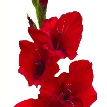 Gladiolus stokoei Seeds - RARE Indigenous South African Perennial Bulb -Flat Global Ship Rate