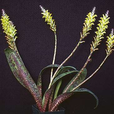 10 Lachenalia algoensis Seeds- Indigenous Perennial Bulb South African Seeds