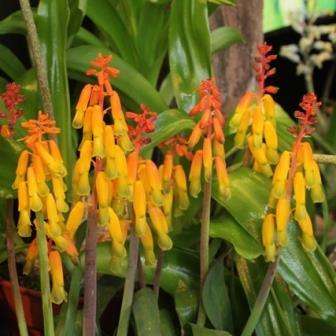 Lachenalia callista Seeds- RARE Indigenous Perennial Bulb South African Seeds