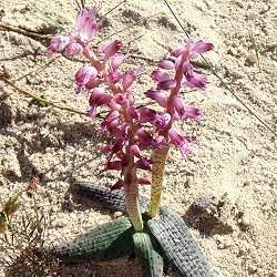 Lachenalia maximiliani Seeds- RARE Indigenous Perennial Bulb South African Seeds