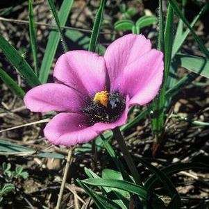 Moraea barnardiella Seeds - South African Indigenous Perennial Bulb Seeds - Combined Global Shipping
