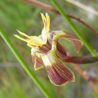 Moraea inconspicua Seeds - Sow Autumn - Indigenous Bulbs Seeds