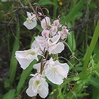 10 Cysticapnos vesicaria Seeds - Indigenous South African Climber Creeper Vine - Worldwide Shipping