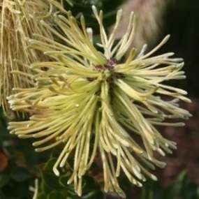 Paranomus reflexus Seeds - Indigenous Protea Family Shrub - Endemic to South Africa