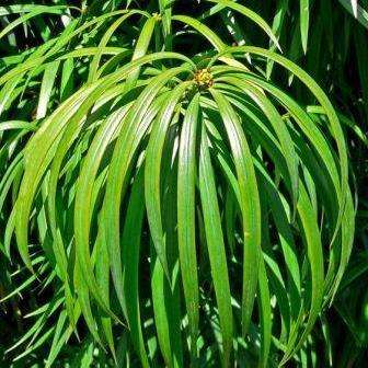 5 Podocarpus henkelii Seeds - Henkels Yellowwood - Evergreen Indigenous South African Endemic Tree