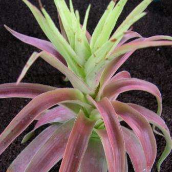 Crassula acinaciformis Seeds +Get FREE Seeds with ALL Orders - Indigenous South African Succulent
