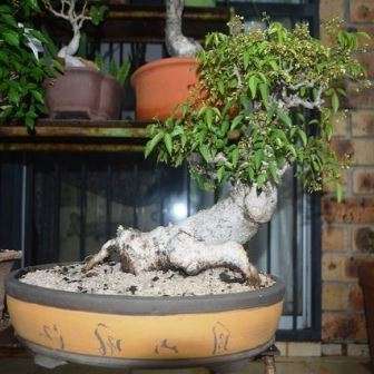 10 Commiphora harveyi Bonsai Tree Seeds - Indigenous + FREE SEEDS - Burseraceae