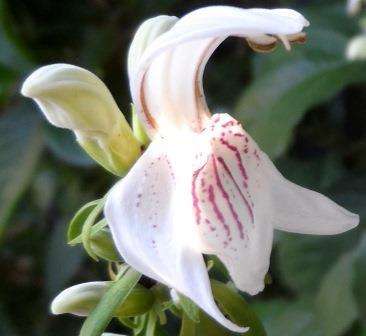 Pistol Bush - Duvernoia adhatodoides Seeds - Indigenous Evergreen Shrub or Small Tree