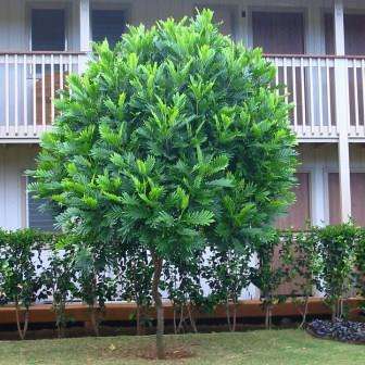 10 Filicium decipiens Seeds - Ultra Rare - Japanese Fern Tree - Small Tree
