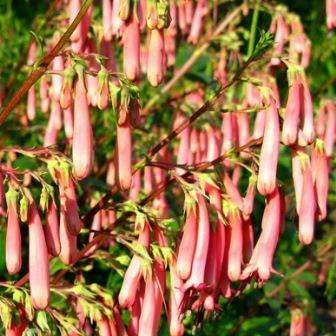 Phygelius aequalis Seeds - Wild Fuchsia - Beautiful Indigenous South African Flowering Shrub