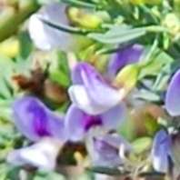 Psoralea axillaris Seeds - Beautiful Indigenous South African Endemic Flowering Shrub