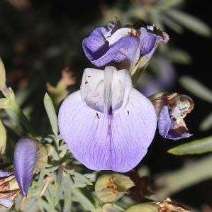 Psoralea verrucosa Seeds - Beautiful Indigenous South African Endemic Flowering Shrub