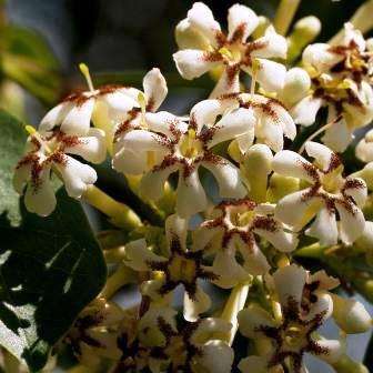 5 Schrebera alata Seeds - Wild Jasmine - South African Indigenous Evergreen Flowering Tree