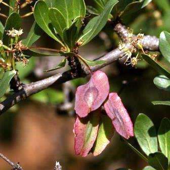 10 Terminalia randii Seeds - Spiny Terminalia - Indigenous Tree - Insured Global Shipping