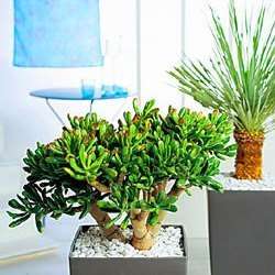 Crassula arborescens Seeds - Indigenous South African Succulent Seeds For Sale - Global Shipping
