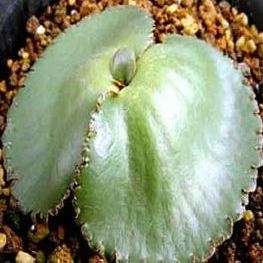 10 Crassula capensis Seeds +Get FREE Seeds with ALL Orders - Indigenous South African Succulent