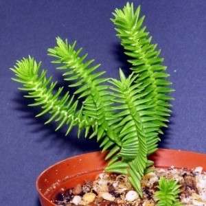 Crassula ericoides Seeds - Indigenous South African Endemic Succulent - Global Shipping