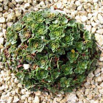10 Crassula natalensis Seeds - Indigenous South African Succulent - Global Shipping
