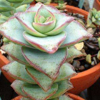 10 Crassula perforata Seeds - Indigenous South African Endemic Succulent - Global Shipping