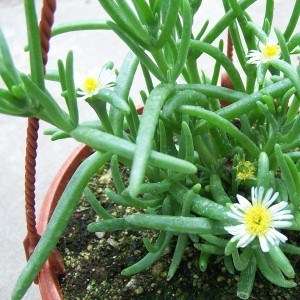 10 Delosperma nakurense Seeds - Indigenous Mesemb Succulents