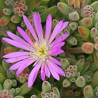 Drosanthemum floribundum Seeds - Indigenous Shrub - Buy Seeds from Africa for Endemic Succulents