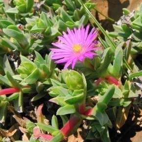 Erepsia forficata Seeds - South African Indigenous Succulent - Flat Ship Rate - Semillas