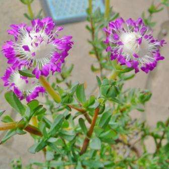10 Erepsia pillansii Seeds - South African Indigenous Succulent - Flat Ship Rate - Semillas