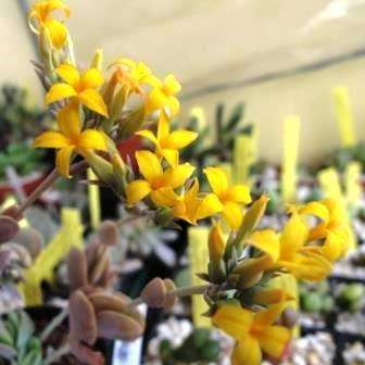 10+ Kalanchoe alticola Seeds - Indigenous South African Succulent Seeds - Worldwide Shipping