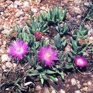 10 Khadia acutipetala Seeds - Indigenous South African Endemic Succulent Mesemb - Worldwide Shipping