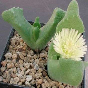 Odontophorus nanus Seeds - Indigenous Endemic Succulent Mesemb - Worldwide Shipping