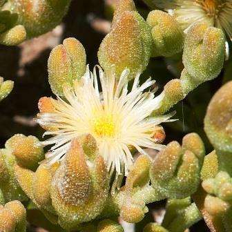 10 Phyllobolus splendens Seeds - Indigenous Endemic Succulent Mesemb - Worldwide Shipping