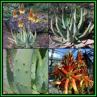 5 Aloe aculeata x cryptopoda Seeds Indigenous South African Endemic Succulent For Sale from Africa