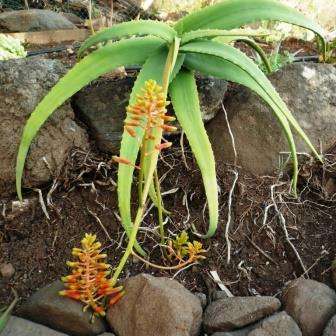 Aloe flexilifolia Seeds - Exotic Tanzanian Aloe Succulent Seeds For Sale from Africa