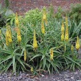 5 Aloe striatula Seeds Indigenous South African Succulent For Sale from Africa