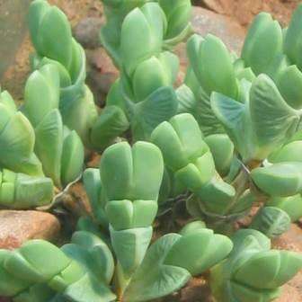 10 Braunsia apiculata Seeds - Indigenous South African Endemic Mesemb Succulent - Global Shipping