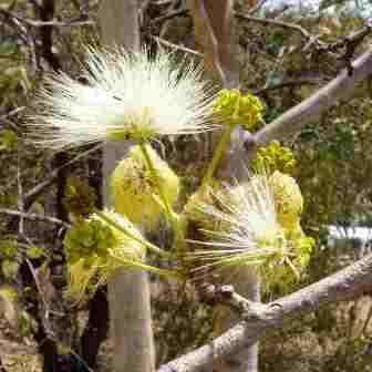 Albizia tanganyicensis Seeds - Paper Bark Albizia Tree Seeds - Indigenous