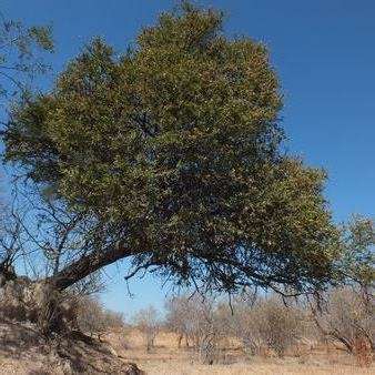 10 Boscia angustifolia Seeds - Rough-leaved Shepherd Tree Indigenous - Flat Seed Ship Rate