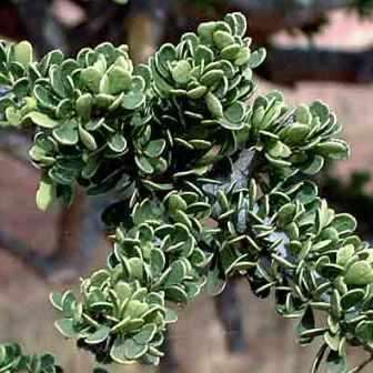 10 Boscia foetida Seeds - Noenieboom Tree - Indigenous - Flat Seed Ship Rate