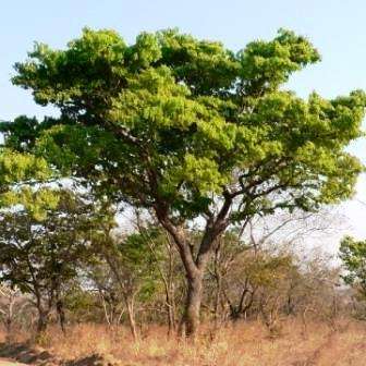 10 Brachystegia spiciformis Seeds - Zebrawood - Indigenous South African Tree Seeds + GET FREE SEEDS
