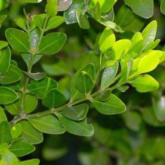 10 Buxus macowanii Seeds - Cape Box - Indigenous South African Endemic Tree Seeds + GET FREE SEEDS