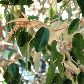 Croton gratissimus Seeds - Lavender Croton Tree Seeds - Indigenous Shrub or Tree