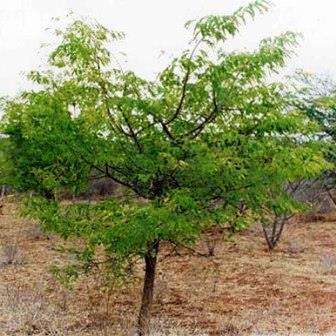 10 Dalbergia melanoxylon Seeds - Zebrawood Tree Seeds - Indigenous Tree - Global Shipping