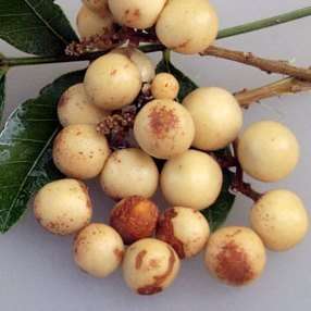 5 Deinbollia oblongifolia Seeds - Dune Soapberry - Indigenous Shrub Edible Fruit Tree Medicinal