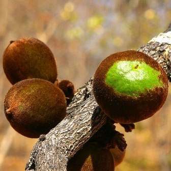 3 Sand Jackal-Berry - Diospyros batocana Seeds - Indigenous Fruit Tree - Edible