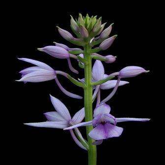 10+ Calanthe sylvatica Seeds - Indigenous South African Orchid Seeds - Global Shipping