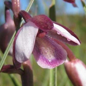 10+ Eulophia clavicornis Seeds - Indigenous South African Orchid Seeds - Global Shipping