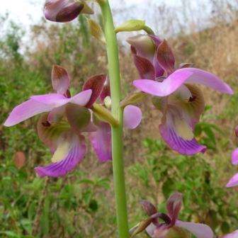 10+ Eulophia horsfallii Seeds - Indigenous South African Orchid Seeds - Global Shipping