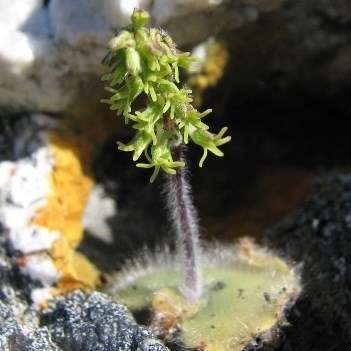 10+ Holothrix villosa Seeds - Indigenous South African Endemic Orchid Seeds - Global Shipping