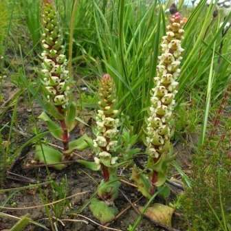 10+ Satyrium bicallosum Seeds - Indigenous Endemic Perennial Orchid - Flat Ship Rate - New